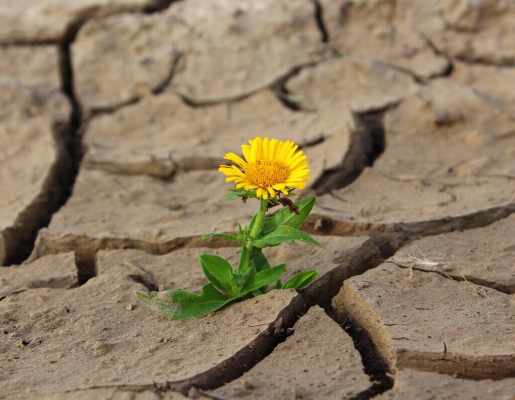 Eine Blume gedeiht in der Wüste