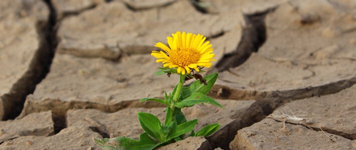 Eine Blume gedeiht in der Wüste