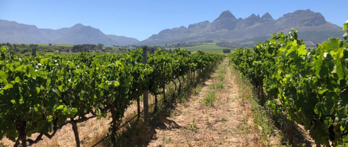 Weingut Eikendal in Südafrika