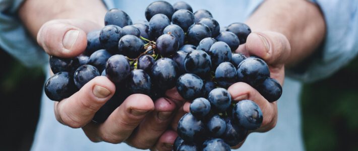 Knackige Weintrauben gleich nach der Ernte