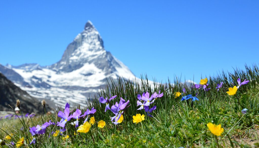 Blumen auf einer Wiese in den Schweizer Alpen