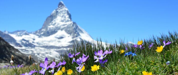 Blumen auf einer Wiese in den Schweizer Alpen