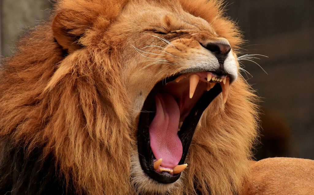 Ein Löwe mit aufgerissenem Mund