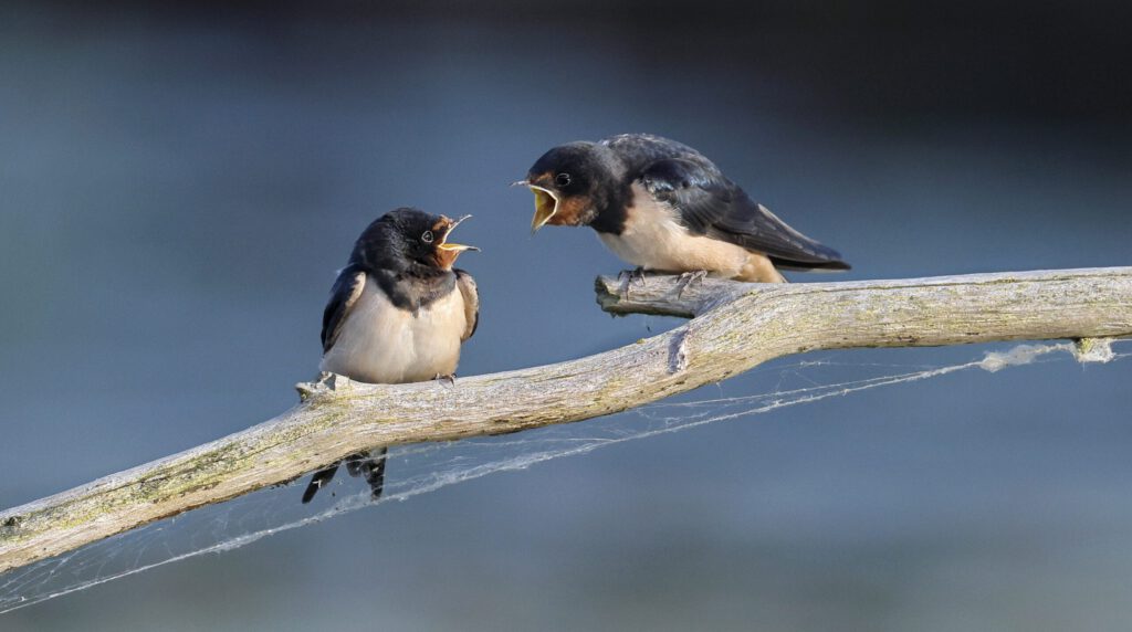 Zwei Vögel streiten auf einem Ast