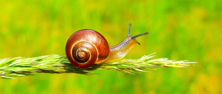 Eine Schnecke auf einem Ast