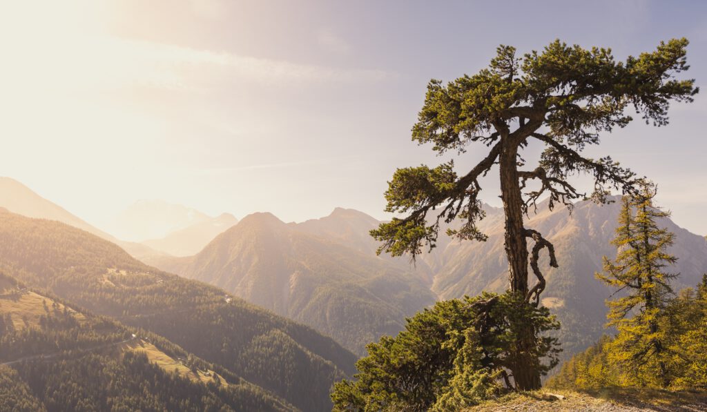 Wälder in Bergen mit einem Baum im Vordergrund