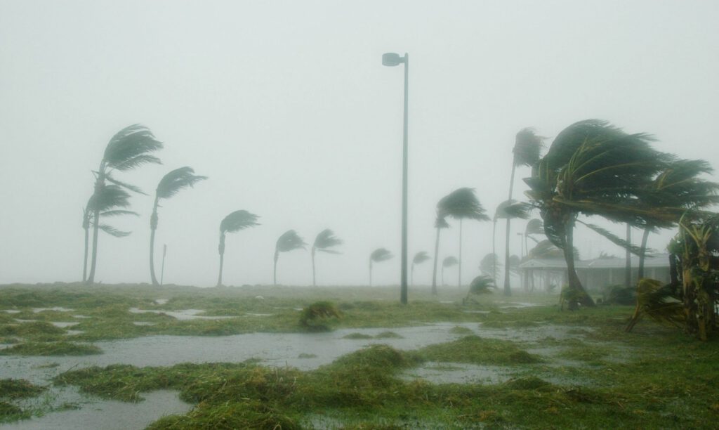 Ein Hurrikan in Key West lässt die Bäume biegen