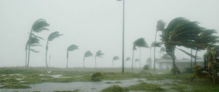 Ein Hurrikan in Key West lässt die Bäume biegen