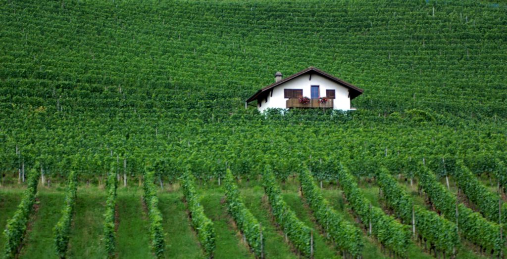 Ein Haus mitten in einem Weinberg