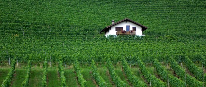 Ein Haus mitten in einem Weinberg