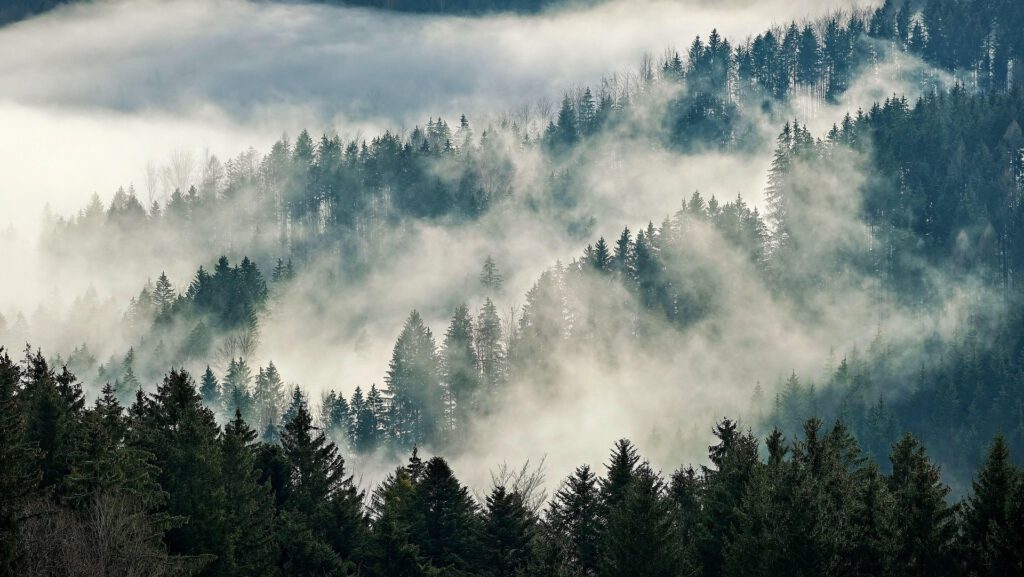 Ein Wald mit Nebel