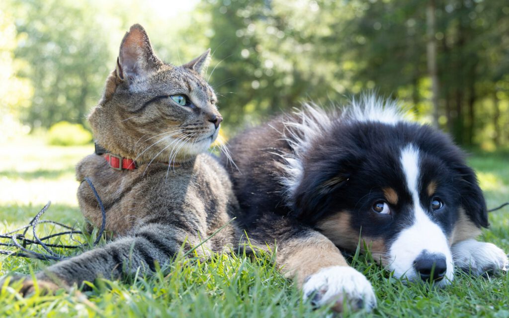 ein Hund und eine Katze auf einer grünen Wiese in einem Wald