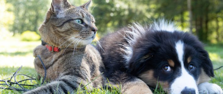ein Hund und eine Katze auf einer grünen Wiese in einem Wald