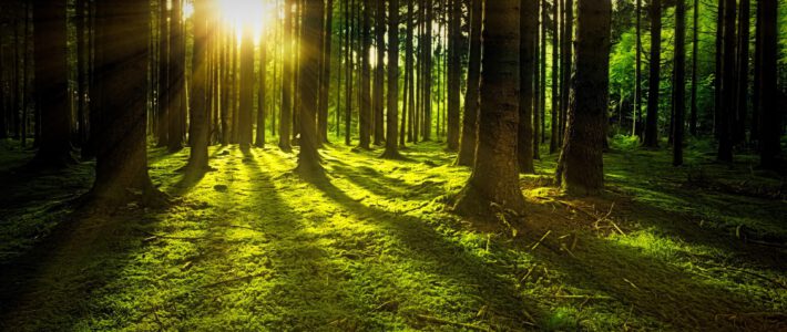 Ein Wald mit Sonne im Hintergrund