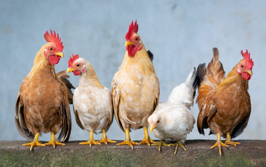 Hühner auf einer Stange