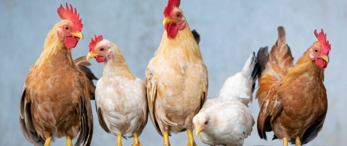 Hühner auf einer Stange