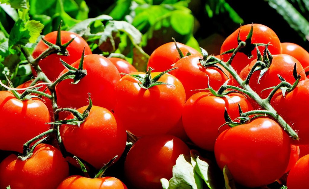 Tomaten an Strauch