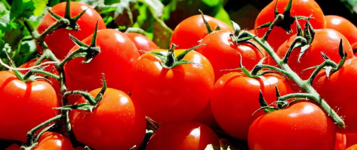 Das Geheimnis hoher Schweizer Preise bei Saisonware Tomaten an Strauch