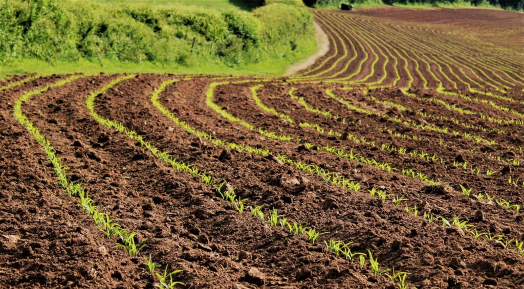 Ein Feld mit Pflanzen