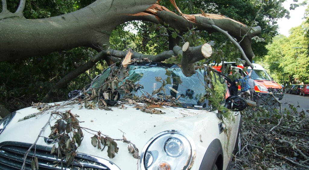 Ein umgekippter Baum auf einem Luxusfahrzeug